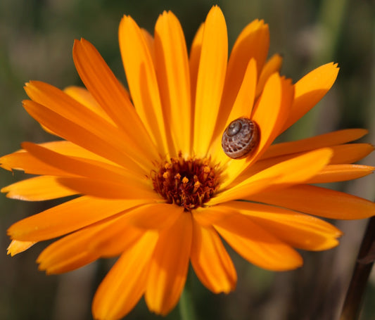 Why is calendula ( Pot Marigold) flower so good?