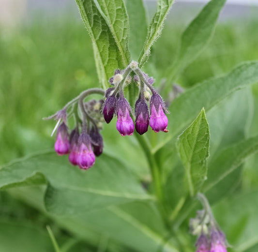 Comfrey