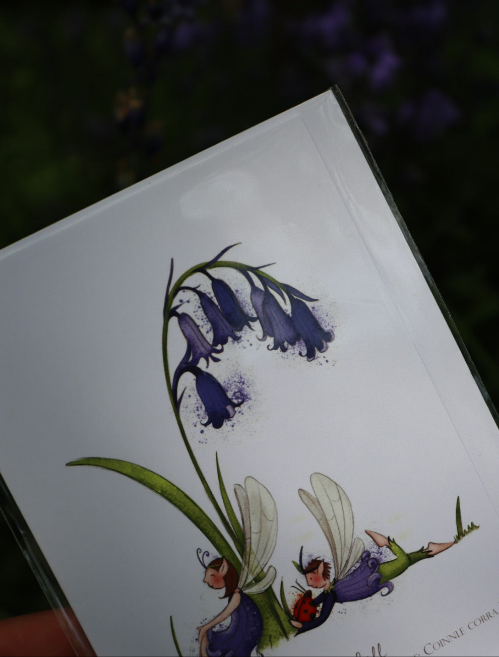 Burren Flower Fairies Greeting Cards