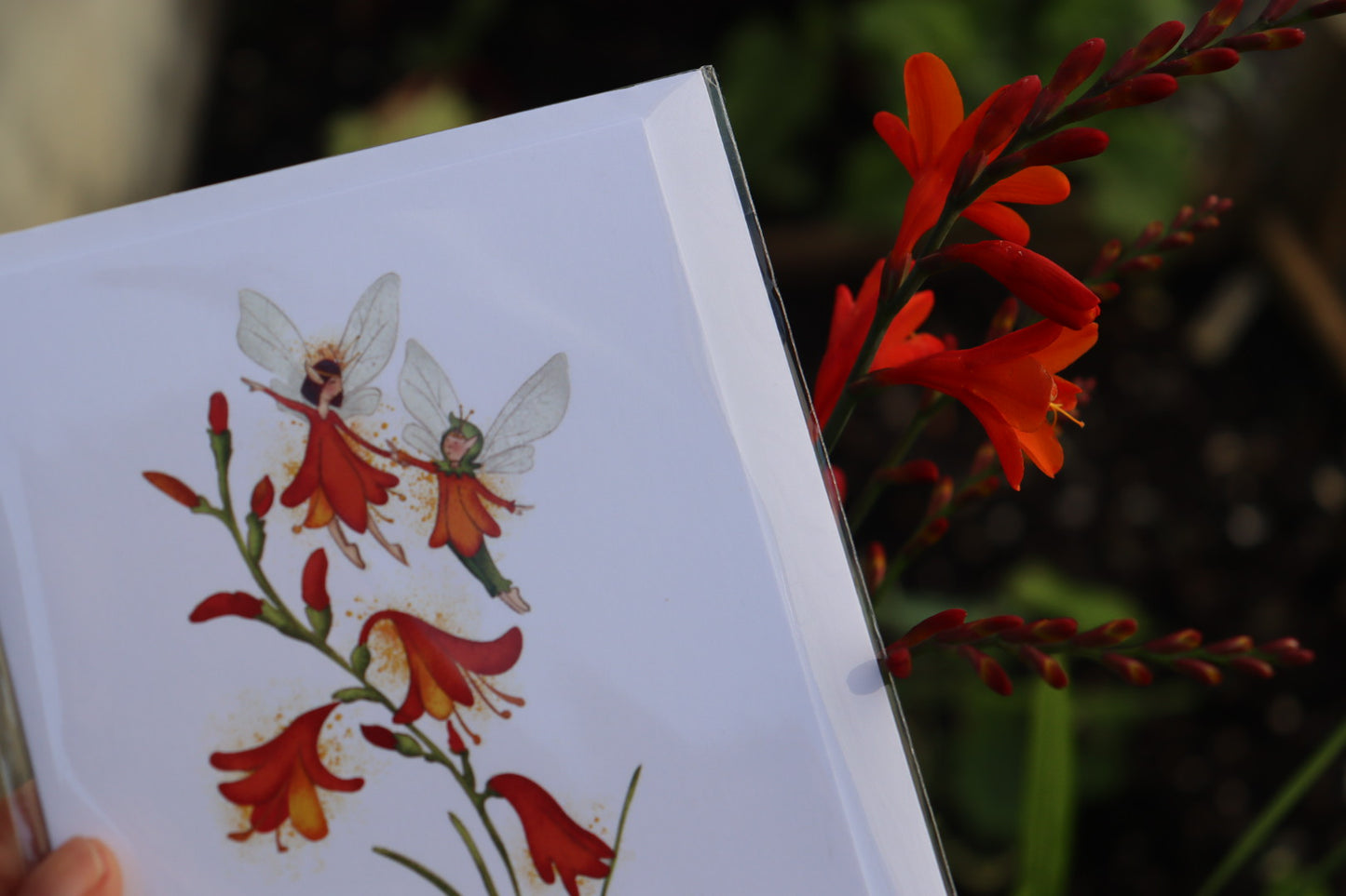 Burren Flower Fairies Greeting Cards