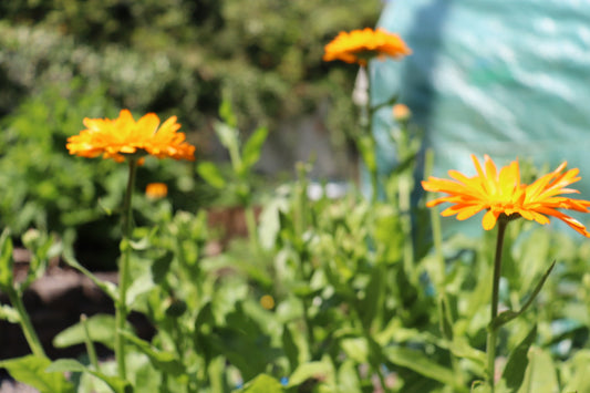 What is calendula good for?