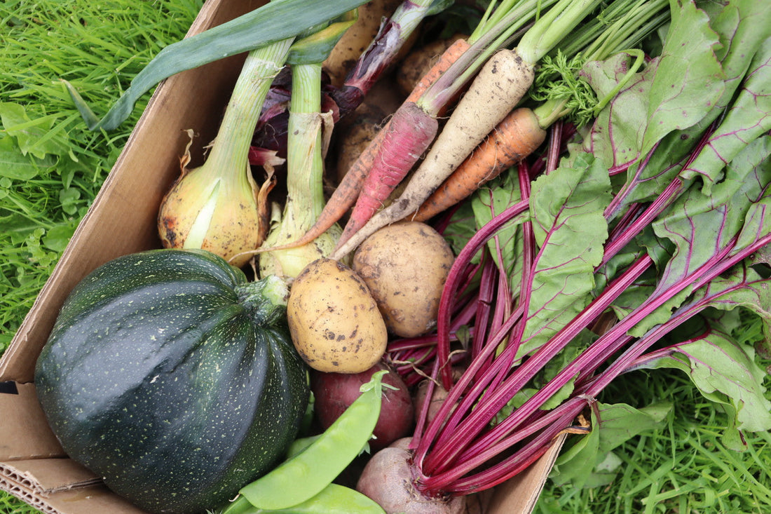 Harvest Days: What's Growing in the Late Summer Garden